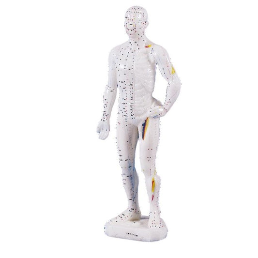 Chinese acupuncture figure male 26cm