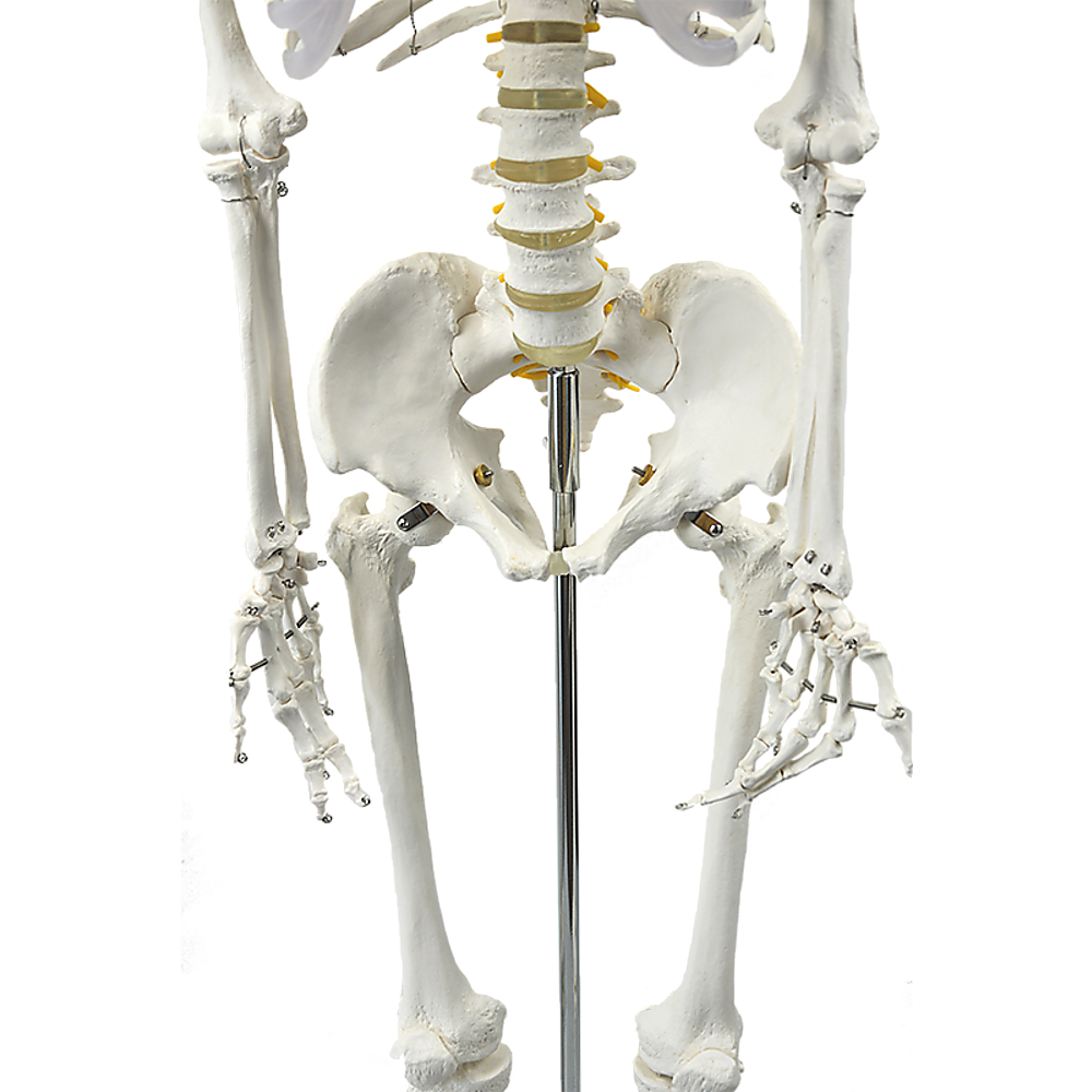 Human Skeleton Anatomical Model 180cm