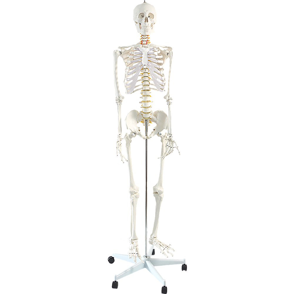 Human Skeleton Anatomical Model 180cm