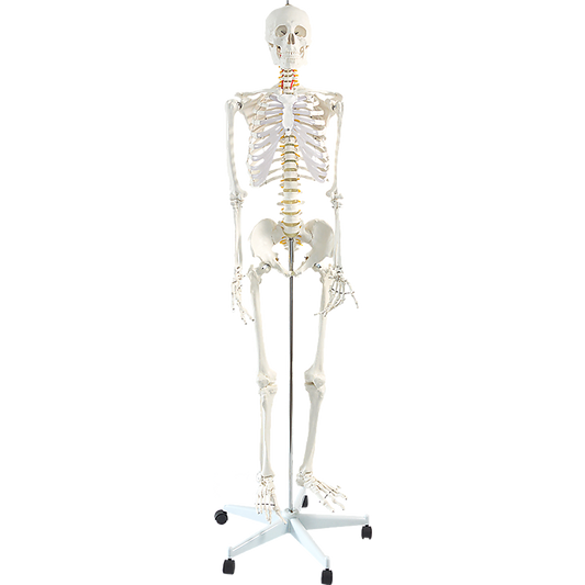 Human Skeleton Anatomical Model 180cm